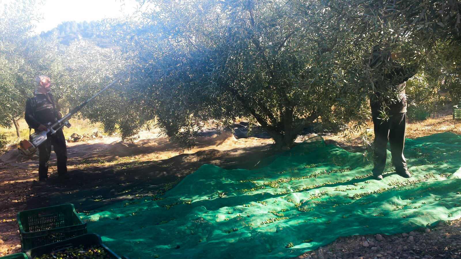 The olive picking in december