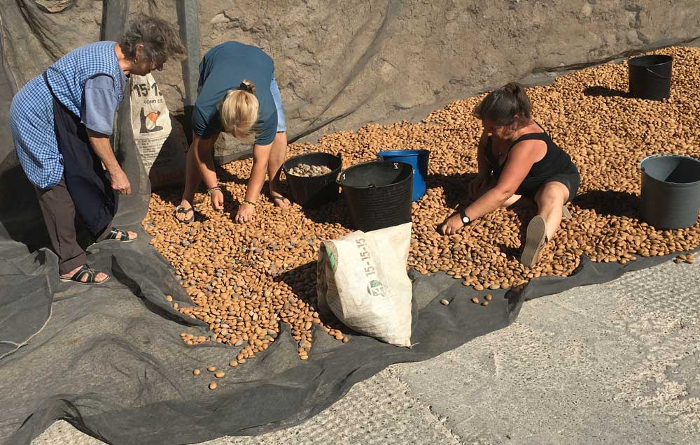 Assorting the almonds